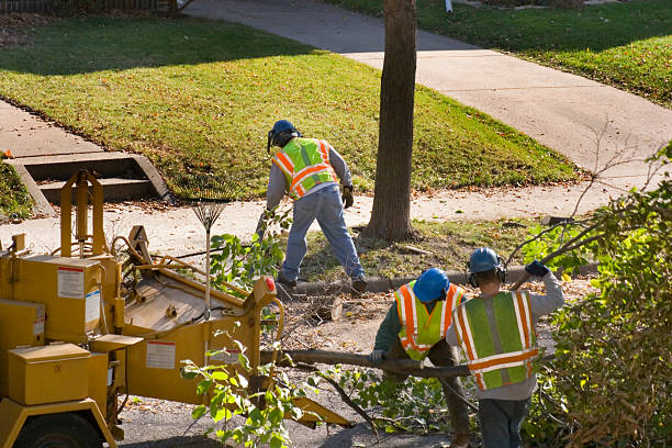 Leaf Removal in Brighton, IL